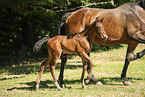 2 Holstein Horses