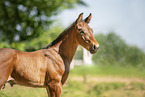 Holstein Horse Foal