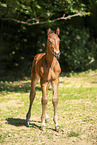 Holstein Horse Foal