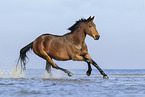 galloping holsteins horse