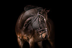 holsteins horse portrait