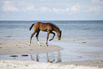 holsteins horse foal at the beach