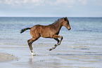 holsteins horse foal at the beach