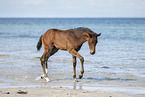 holsteins horse foal at the beach