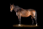 Holstein horse in studio