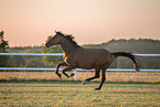 holsteins horse