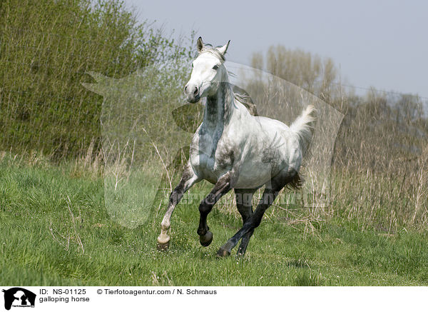 galloping horse / NS-01125