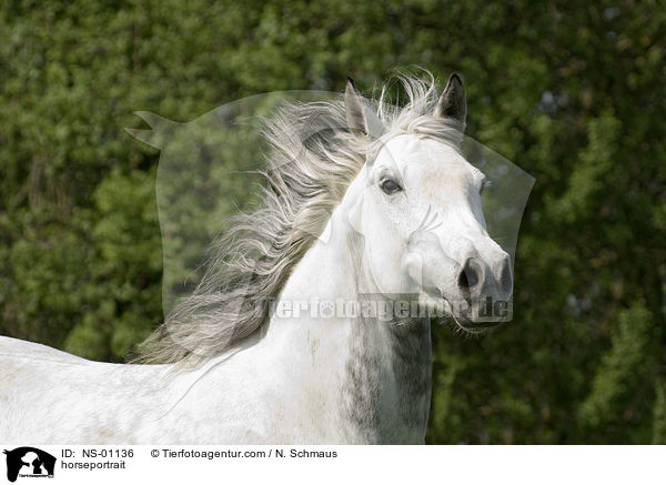 Pferdeportrait / horseportrait / NS-01136