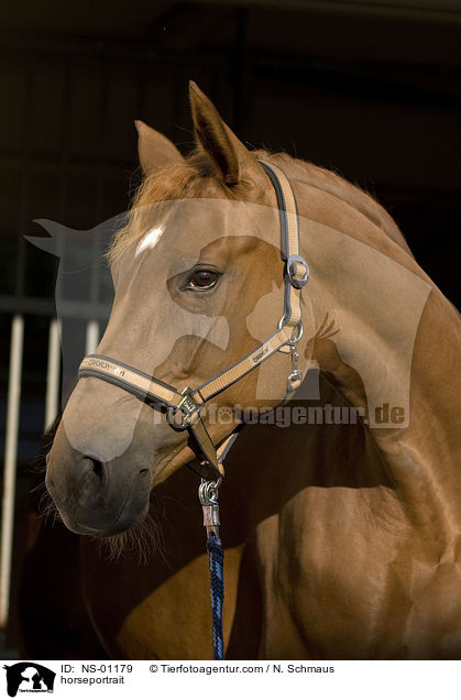 Pferdeportrait / horseportrait / NS-01179