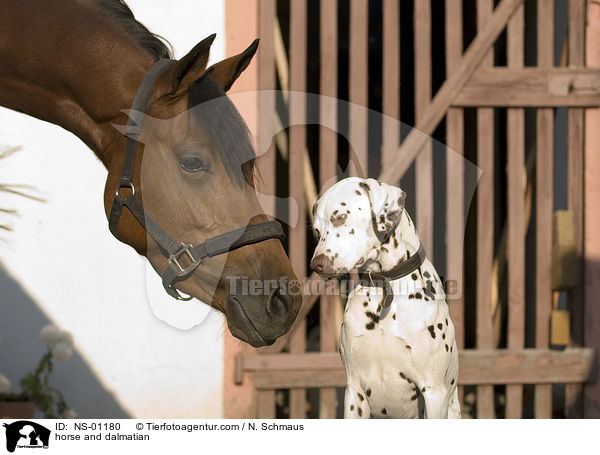 horse and dalmatian / NS-01180