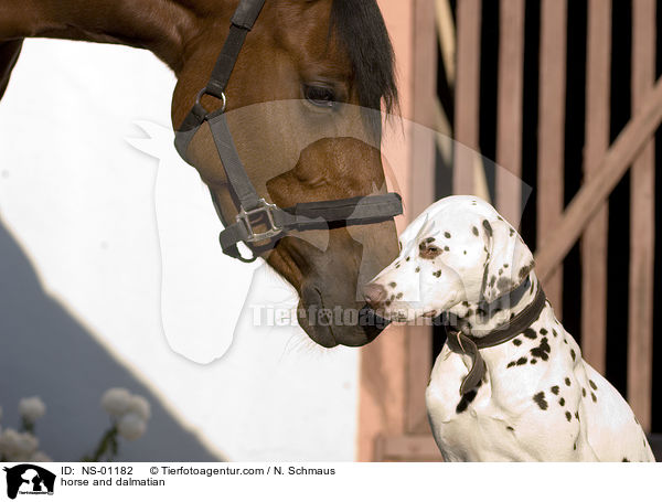 horse and dalmatian / NS-01182