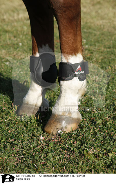 Pferdebeine / horse legs / RR-28358