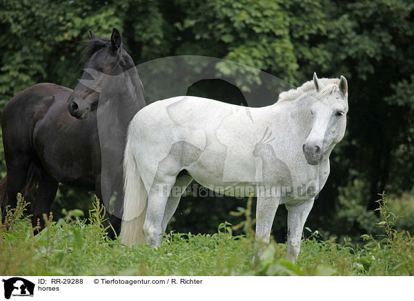 Pferde / horses / RR-29288