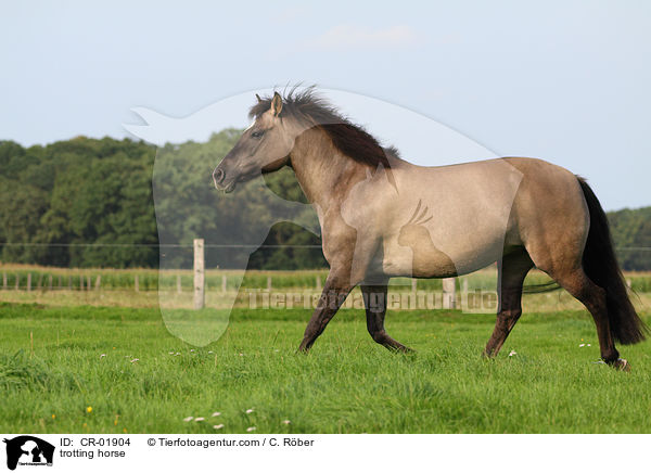 trabender Konik-Mix / trotting horse / CR-01904