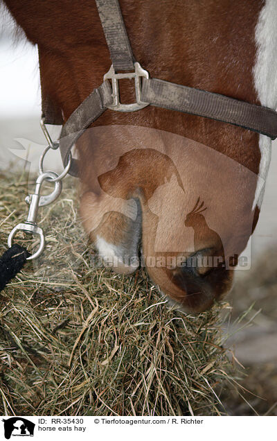 Pferd frit Heu / horse eats hay / RR-35430