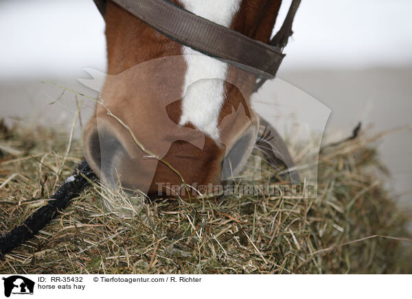 Pferd frit Heu / horse eats hay / RR-35432