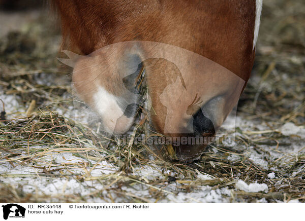 Pferd frit Heu / horse eats hay / RR-35448