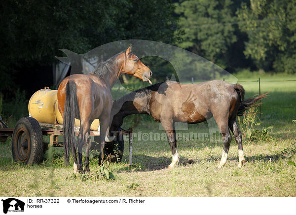 Pferde auf der Weide / horses / RR-37322