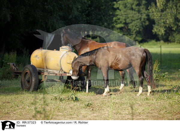 Pferde auf der Weide / horses / RR-37323