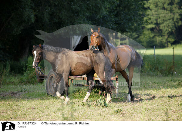 Pferde auf der Weide / horses / RR-37324