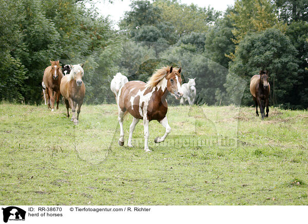 Pferdeherde / herd of horses / RR-38670