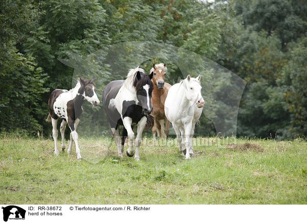 Pferdeherde / herd of horses / RR-38672