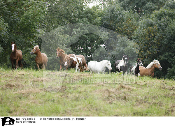 Pferdeherde / herd of horses / RR-38673