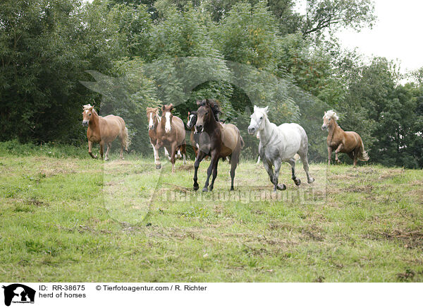 Pferdeherde / herd of horses / RR-38675