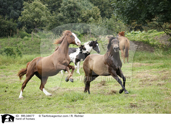 Pferdeherde / herd of horses / RR-38677