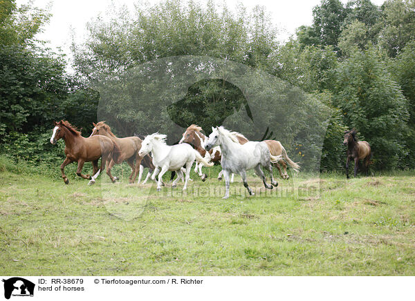 Pferdeherde / herd of horses / RR-38679