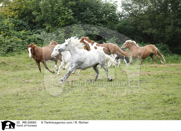 Pferdeherde / herd of horses / RR-38680