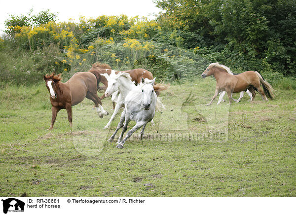 Pferdeherde / herd of horses / RR-38681
