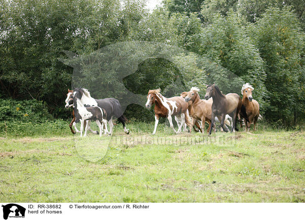 Pferdeherde / herd of horses / RR-38682