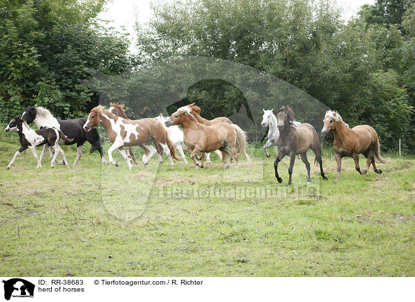 Pferdeherde / herd of horses / RR-38683