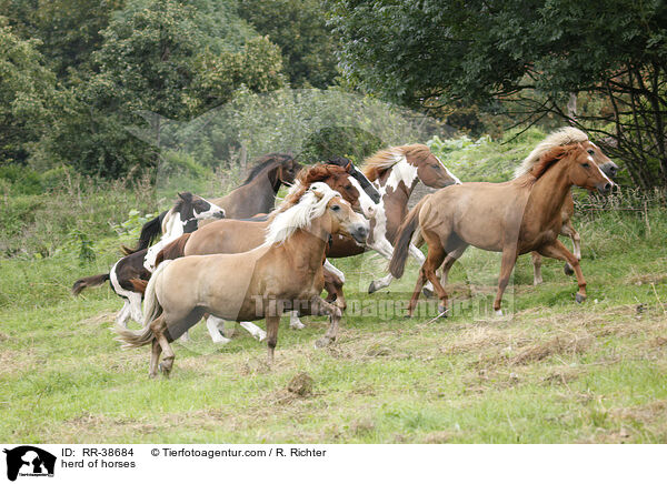 Pferdeherde / herd of horses / RR-38684