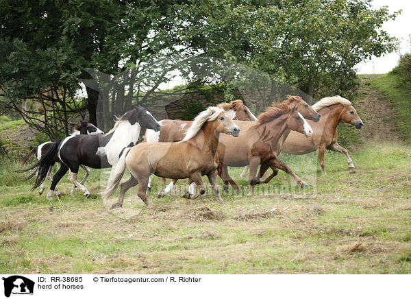 Pferdeherde / herd of horses / RR-38685