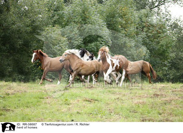Pferdeherde / herd of horses / RR-38687