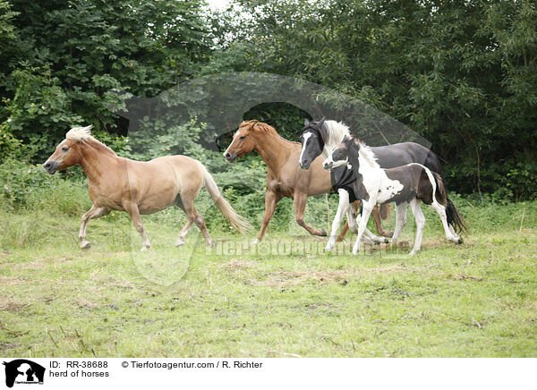 Pferdeherde / herd of horses / RR-38688
