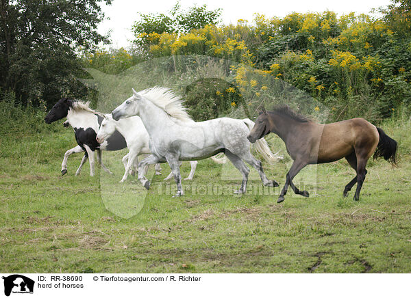 Pferdeherde / herd of horses / RR-38690