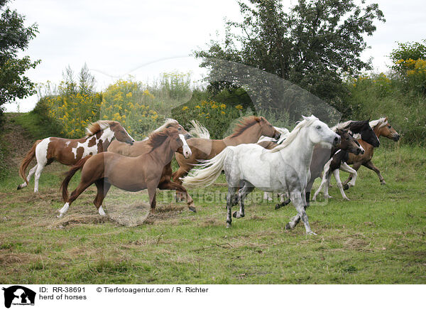Pferdeherde / herd of horses / RR-38691