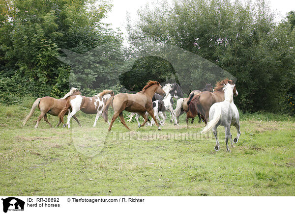 Pferdeherde / herd of horses / RR-38692
