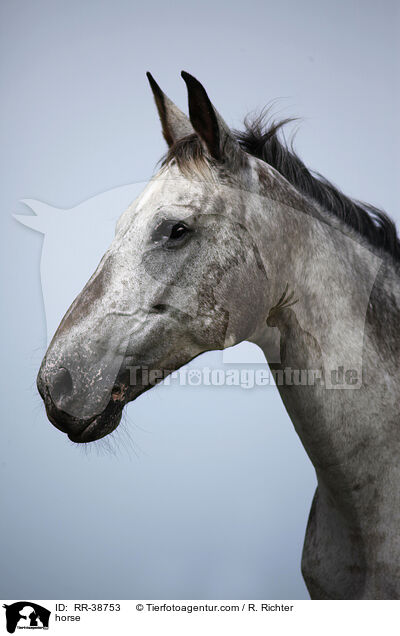 Appaloosa-Mischling / horse / RR-38753
