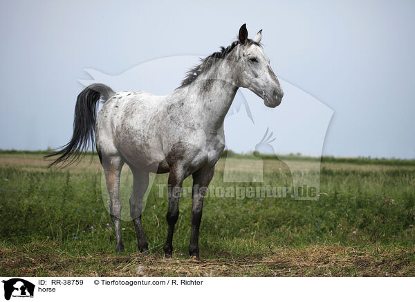Appaloosa-Mischling / horse / RR-38759