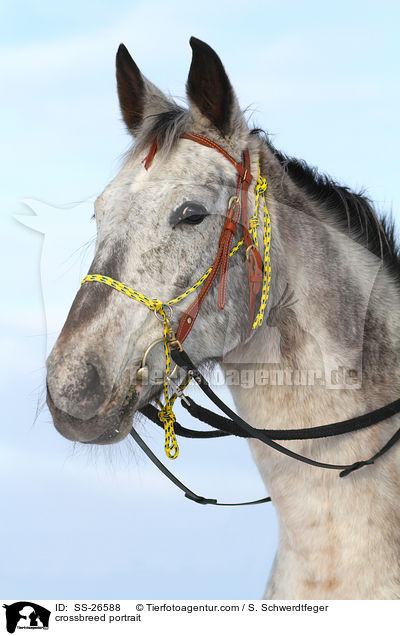 Appaloosa-Mix Portrait / crossbreed portrait / SS-26588
