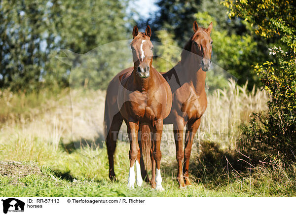 Araber und Deutsches Sportpferd / horses / RR-57113