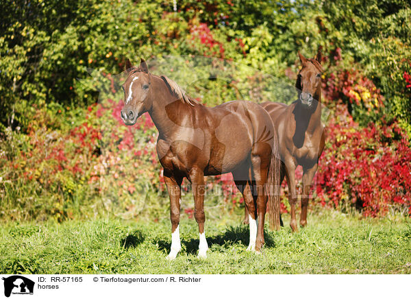 Araber und Deutsches Sportpferd / horses / RR-57165