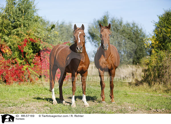 Araber und Deutsches Sportpferd / horses / RR-57169