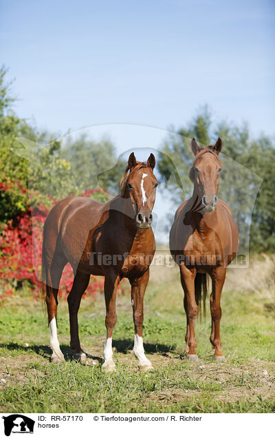Araber und Deutsches Sportpferd / horses / RR-57170