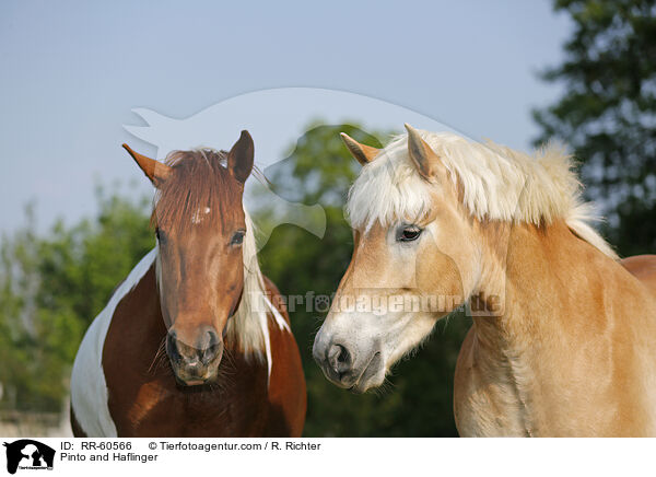 Pinto und Haflinger / Pinto and Haflinger / RR-60566