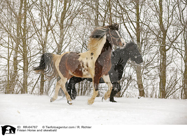 Friese und Schecke / Frisian Horse and skewbald / RR-64767